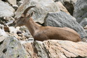 11Alpen2420.jpg